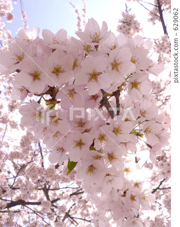 櫻花（上） 629062