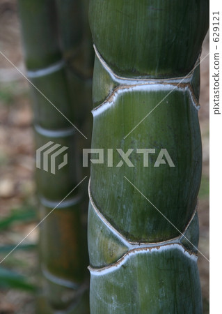 Tortoise bamboo 629121