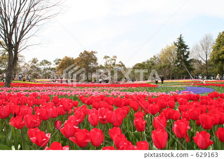 The tulip garden 629163