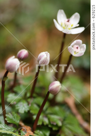 Flowers of Baikaouren 629215