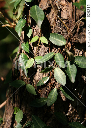 Teiya Kuzura crawling on the skin Teiya Kuzura crawling on the skin 629216