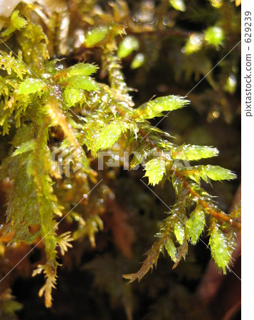 Moist wet moss Moist wet moss 629239