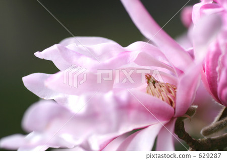 Sidekobushi花 629287