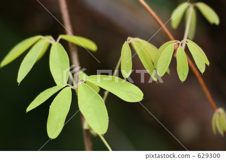 Akebi leaves 629300