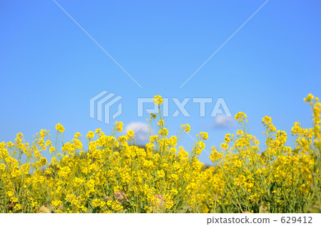 Rapeseed field Rapeseed field 629412