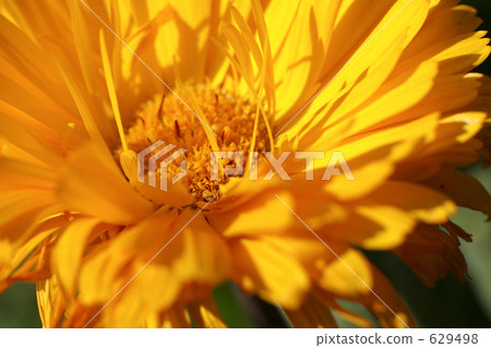 Calendula Calendula 629498