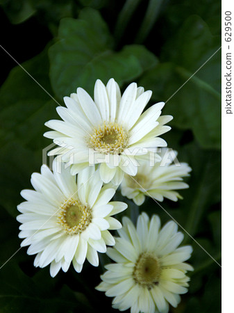 雛菊 雛菊 629500