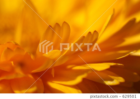 Calendula Calendula 629501
