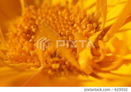 Calendula Calendula 629502