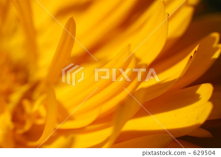 Yellow flower Yellow flower 629504