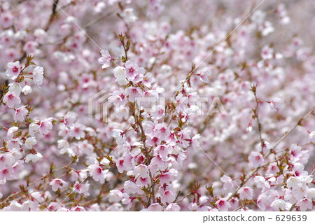 富士櫻 629639