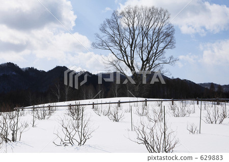 雪季樹 629883