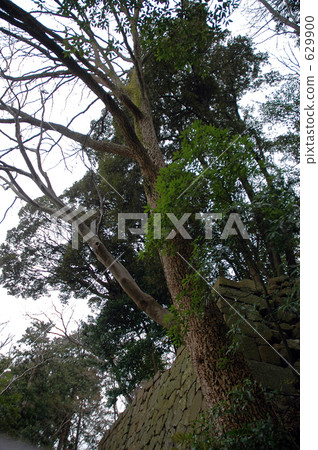 在丸之內漫步金澤城內的石澤城內的石垣步行·石垣多摩泉 在丸之內漫步金澤城內的石澤城內的石垣步行·石垣多摩泉 629900