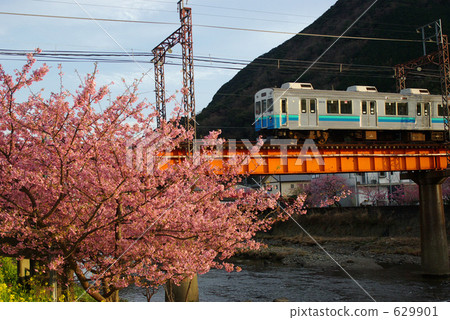 河津櫻花和火車 河津櫻花和火車 629901