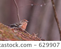 小鳥 朱紅色 野生鳥類 629907