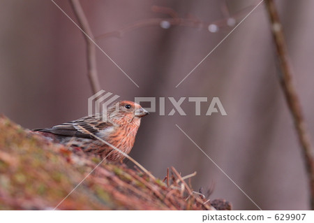 pallas's rosefinch, small bird, rosefinch 629907