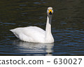 pond, lagoon, swan 630027