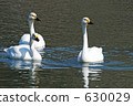 pond, lagoon, swan 630029
