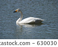 pond, lagoon, swan 630030