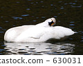 pond, lagoon, swan 630031