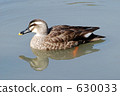 pond, lagoon, bird 630033