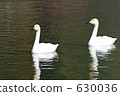pond, lagoon, swan 630036
