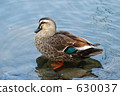 pond, lagoon, bird 630037