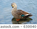grooming, pond, lagoon 630040