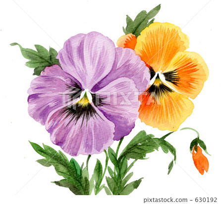 Pansy 630192
