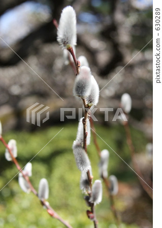 Flysode Yanagi（金代植物園） 630289
