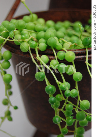 Green Necklace 630335