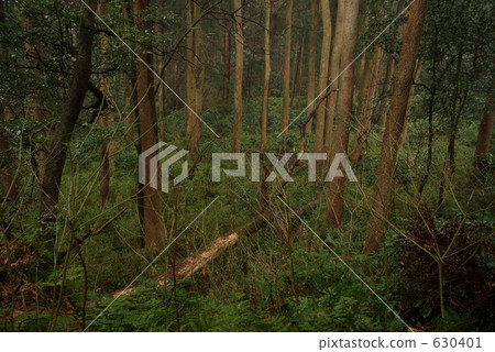 雨天黑暗的森林 630401