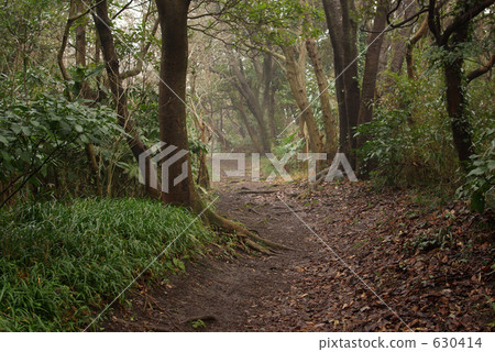 黑暗的森林在雨天 630414