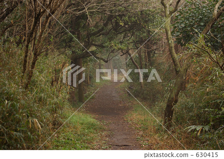 黑暗的森林在雨天 630415