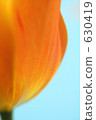tulipa, bloom, blossom 630419