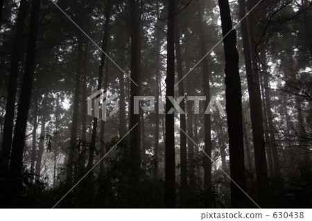 雨天黑暗的森林 630438