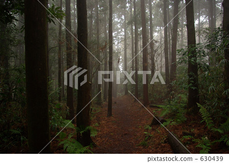 黑暗的森林在雨天 630439