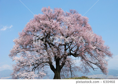 wanitsuka cherry tree, cherry blossom, cherry tree 630468