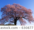 wani tomb, cherry blossom, cherry tree 630877