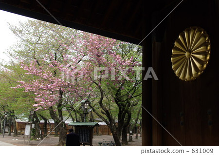 Stock Photo: imperial chrysanthemum emblem, tree, cherry blossom