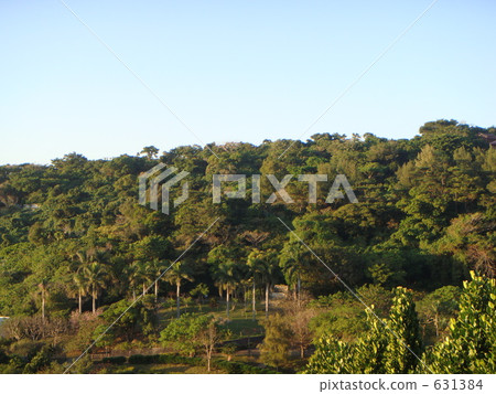 forest, wood, jungle 631384