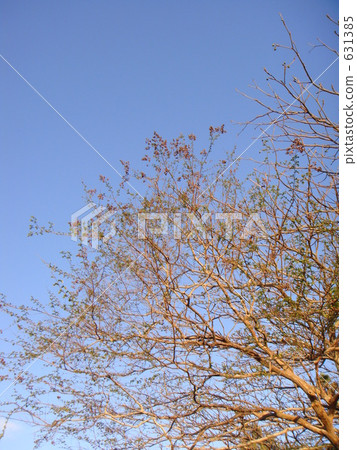 tree, park, parks 631385