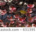 winter cherry blossoms, white-eye, white eye 631395