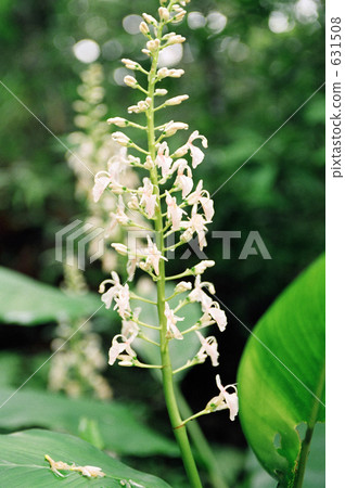 shell ginger, day, daytime 631508