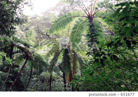 kinsaku-baru virgin forest reserve, flying spider monkey tree fern, amami 631677