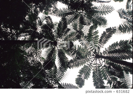 樹蕨 原始森林 樹木 631682