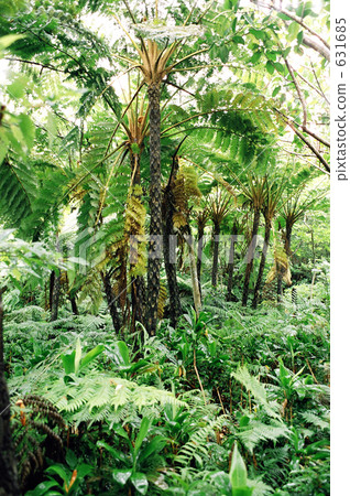 樹蕨 原始森林 樹木 631685