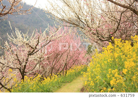 南堡梅花園油菜花和李子 631759