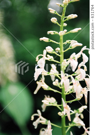 shell ginger, amami, day 631764