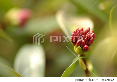 Bud of blooming flowers Bud of blooming flowers 632632
